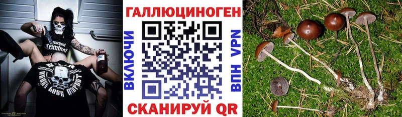 Купить где Избербаш Галлюциногенные грибы MAGIC MUSHROOMS